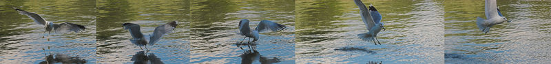 Soubor:Larus Canus Fishing Sequence.jpg