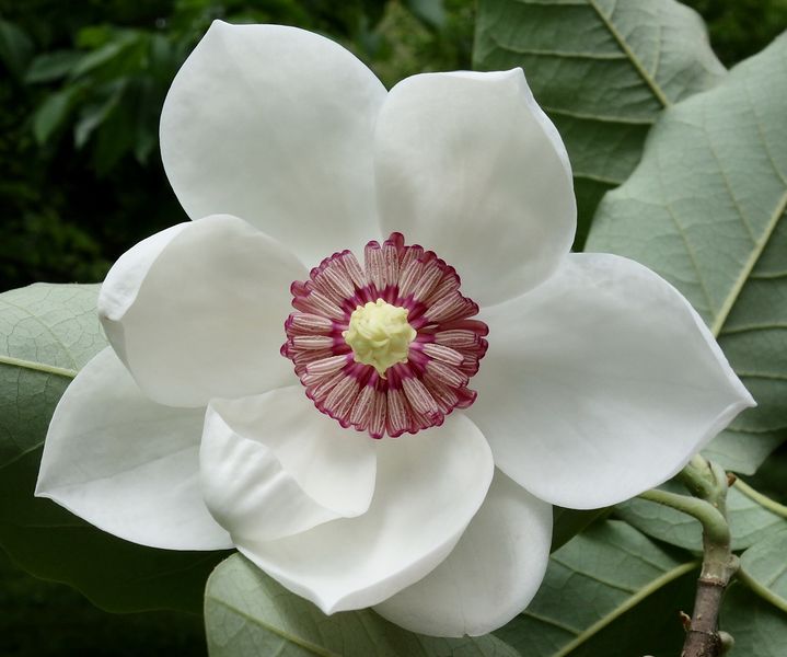 Soubor:Magnolia sieboldii flower 1.jpg