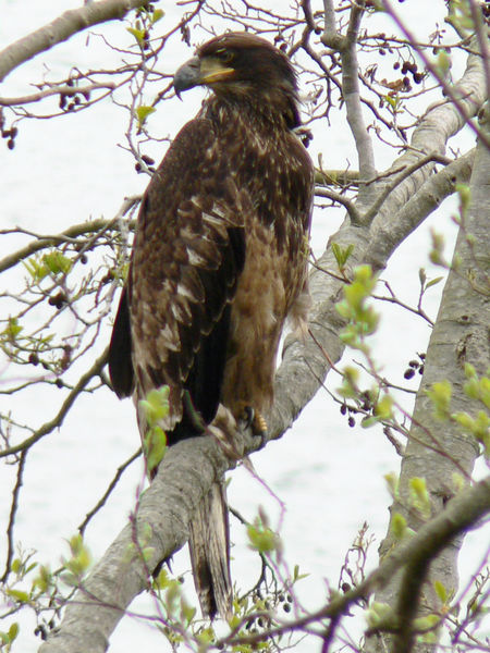 Soubor:Haliaeetus leucocephalus 38319.JPG