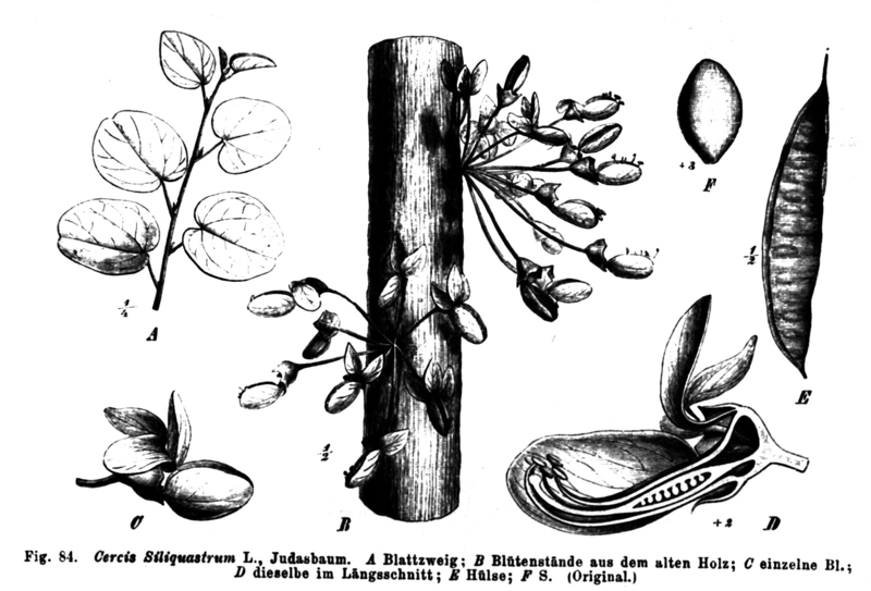 Soubor:Cercis silquastrum Taub84.png