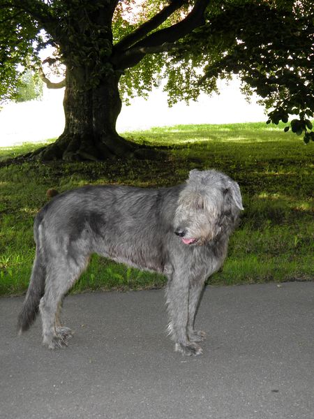 Soubor:Irish Wolfhound 2.jpg