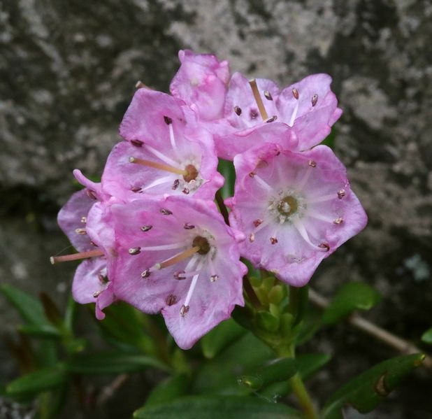 Soubor:1807b-Kalmiopsis leachiana-Sedloňov-5.16.JPG