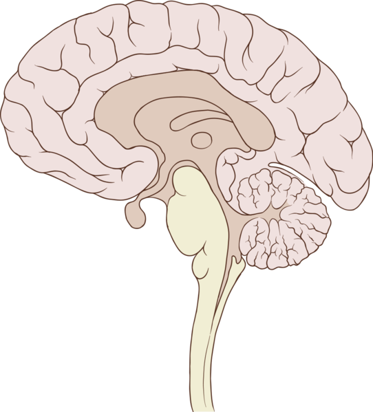 Soubor:Brain human sagittal section.png