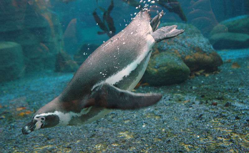 Soubor:Dresden-Zoo-Pinguine.jpg