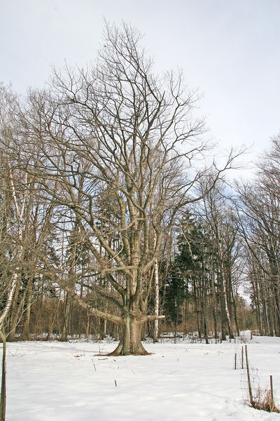 Soubor:Arboretum Vysoké Chvojno1.jpg