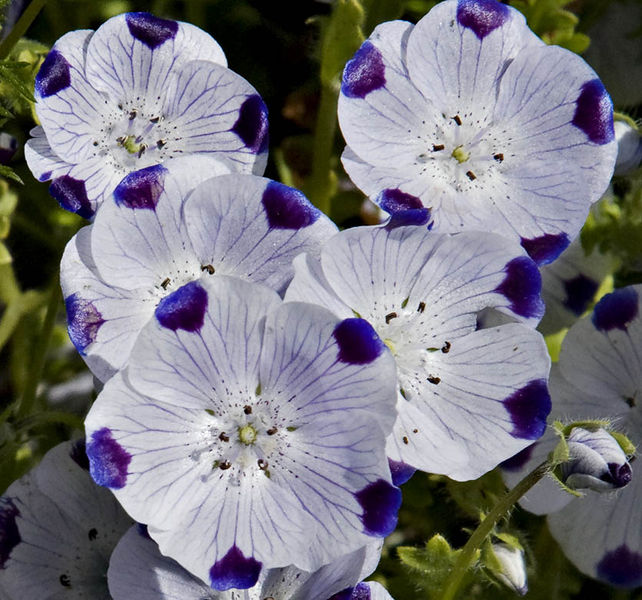 Soubor:Nemophila maculata3.jpg