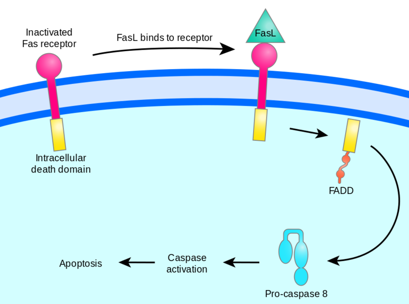 Soubor:Fas-signalling2.png