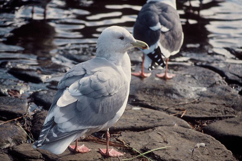 Soubor:Larus glaucescens-USFWS.jpg