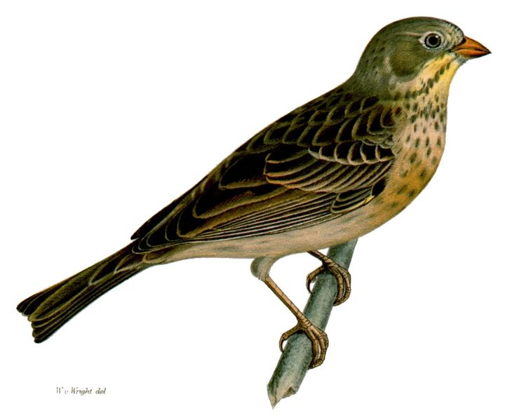 Soubor:Emberiza hortulana 1.jpg