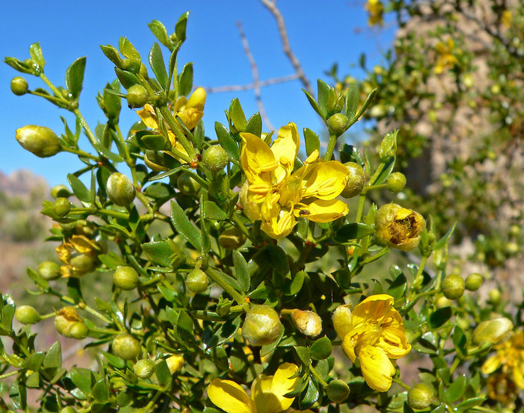 Soubor:Larrea tridentata 1.jpg