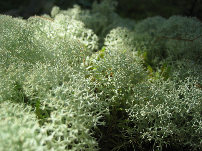 Soubor:Caribou moss.jpg