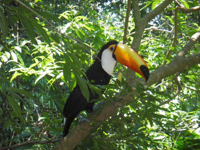 Soubor:Toco toucan foz.jpg