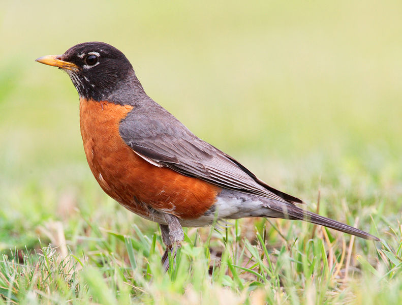 Soubor:Turdus-migratorius-002.jpg