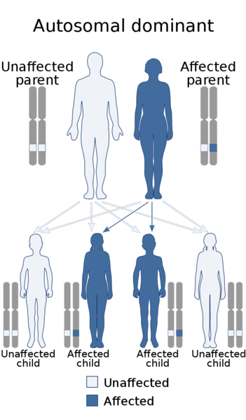 Soubor:Autosomal dominant - en.png