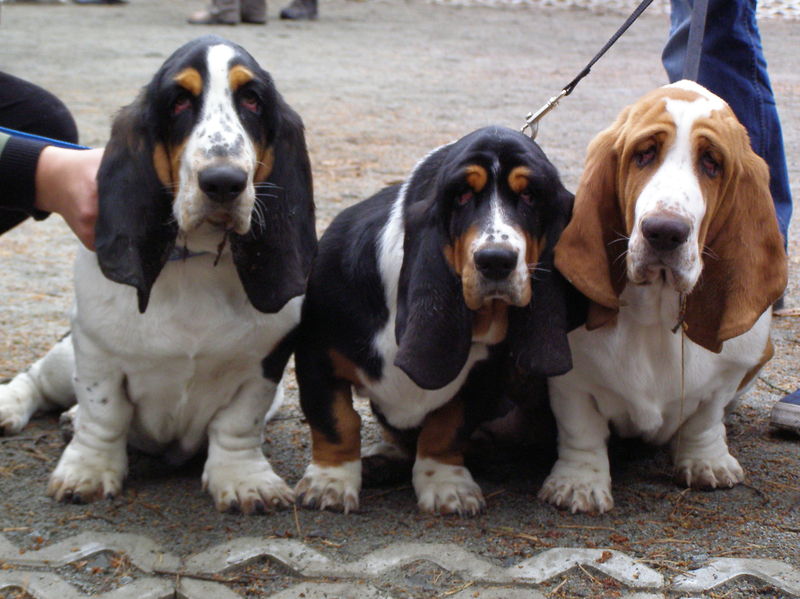 Soubor:Basset hound puppies x.JPG