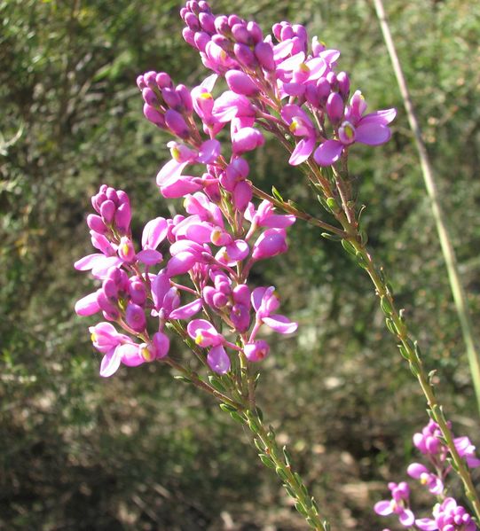 Soubor:Comesperma ericinum.jpg