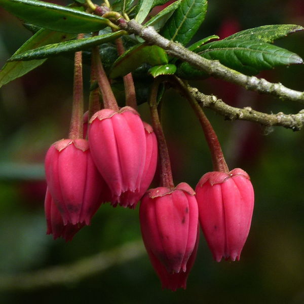 Soubor:Crinodendron4.jpg