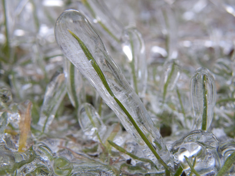 Soubor:Ice on grass.jpg