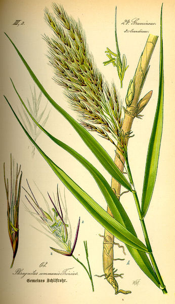 Soubor:Illustration Phragmites australis0.jpg