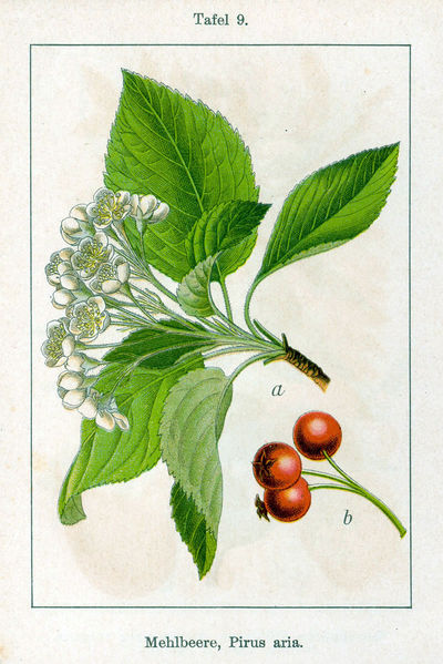 Soubor:Sorbus aria Sturm9.jpg