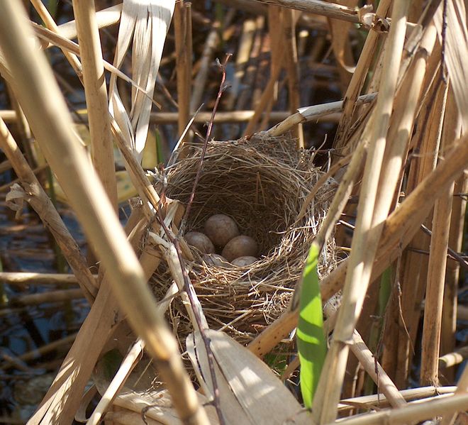 Soubor:Acrocephalus arundinaceus nest.jpg