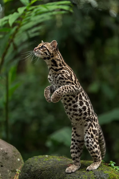 Soubor:Margay in Costa Rica.jpg