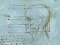 Proportions of the Head.jpg