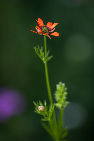 Soubor:Adonis flammea MichaD.jpg