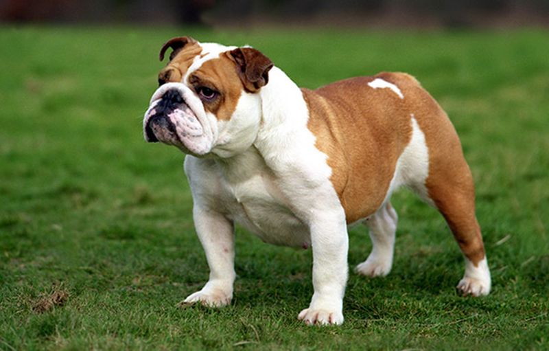 Soubor:Bulldog inglese.jpg