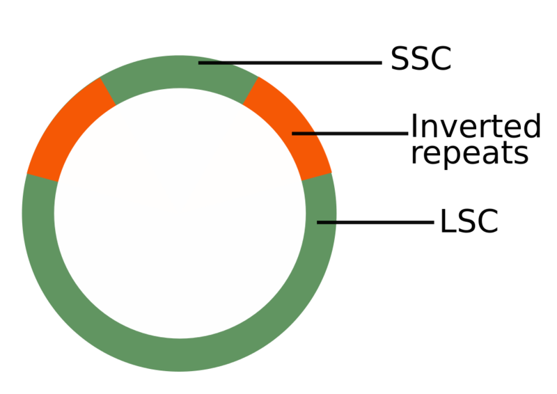 Soubor:Plastid DNA scheme.png