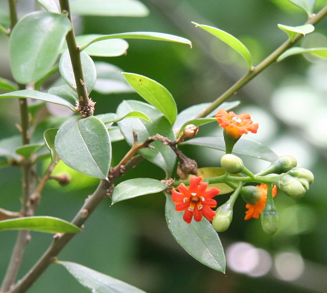 Soubor:Jacquinia aurantiaca 02.jpg