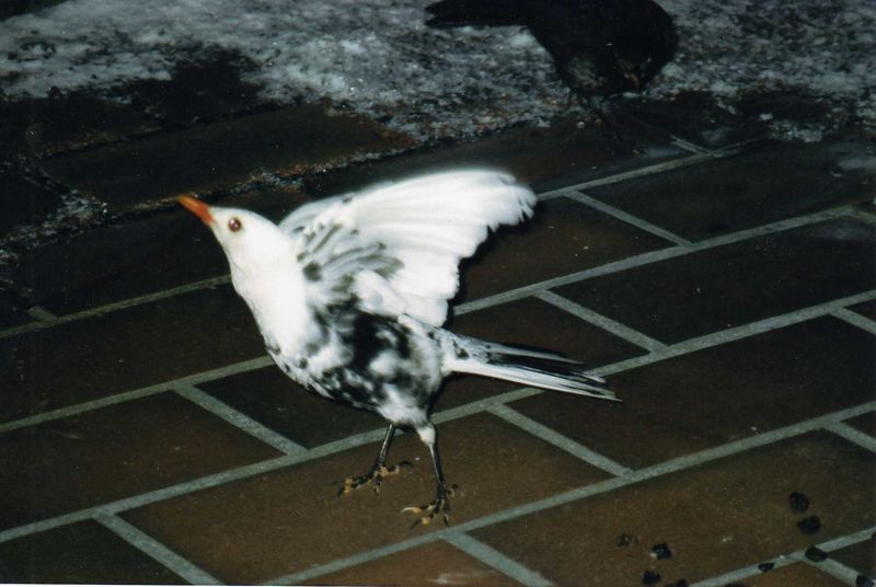 Soubor:Weiße Amsel Flug.jpg