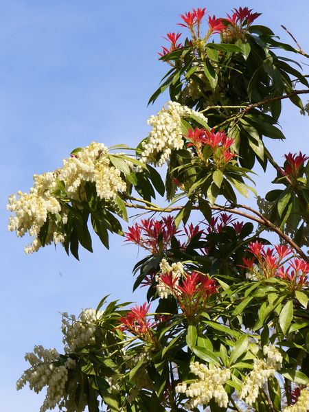 Soubor:Pieris-uncertain-0349.JPG