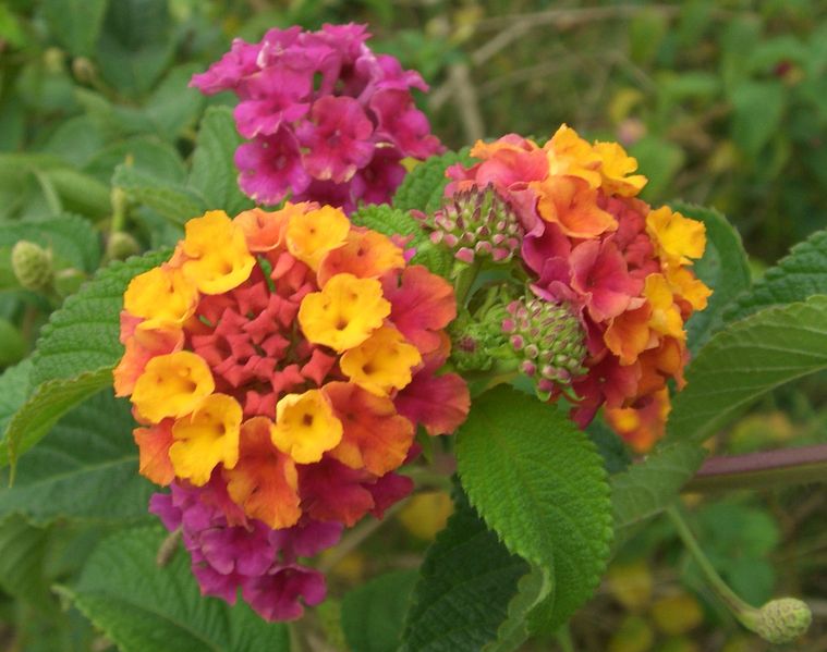 Soubor:Lantana camara flowers 2.JPG