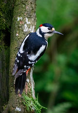 Dendrocopos major (Lockerbie, Scotland, 2018)