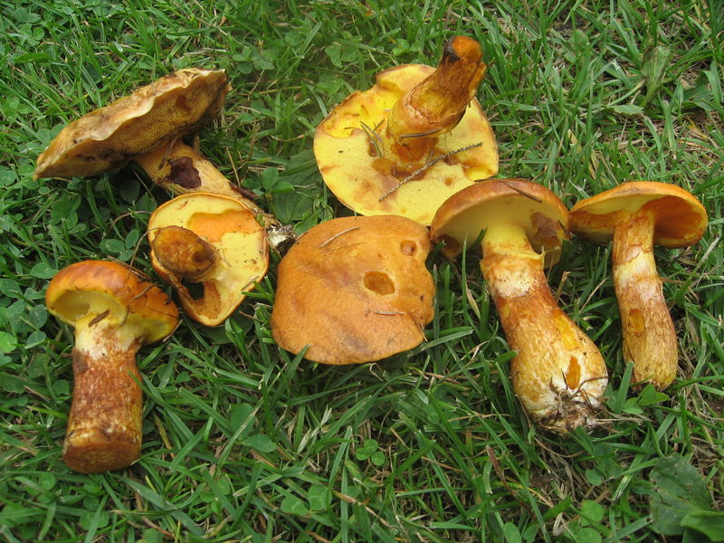 Soubor:Suillus grevillei.jpg