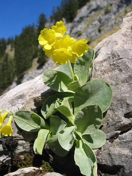 Soubor:Primula balbisii.jpg