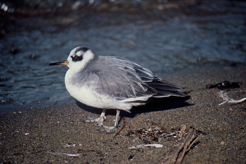 Soubor:Phalaropus fulicarius 2.jpg