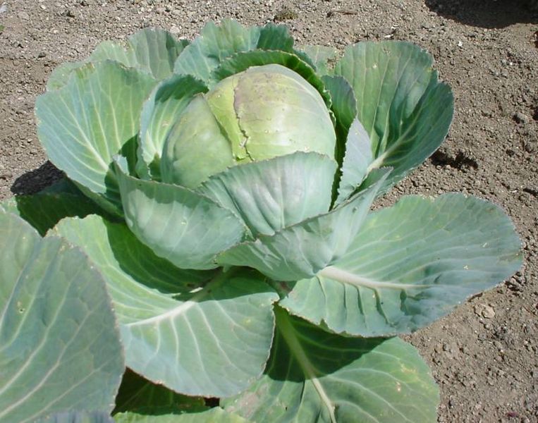 Soubor:Brassica oleracea2.jpg