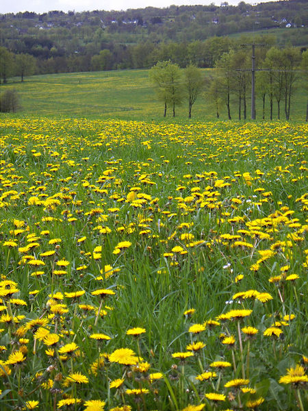 Soubor:Löwenzahnwiese.jpg