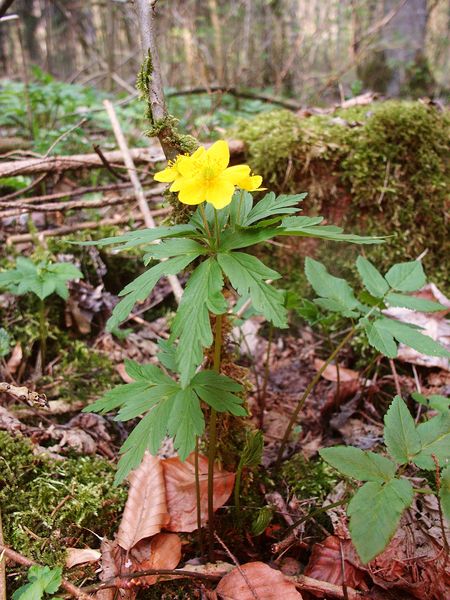 Soubor:Anemone ranunculoides 210406a.jpg