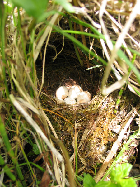 Soubor:Erithacus rubecula-eggs.jpg