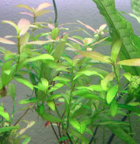 Soubor:Hygrophila polysperma3.JPG