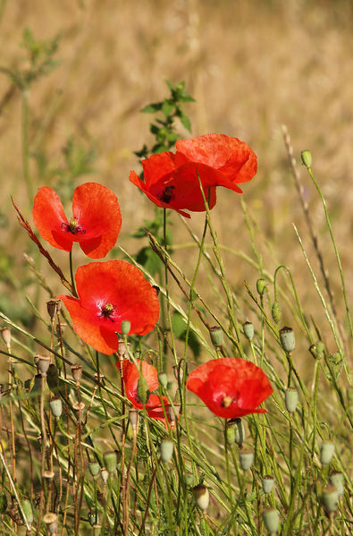 Soubor:Papaver rhoeas LC0050.jpg