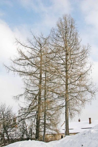 Soubor:Larix decidua Winter.jpg