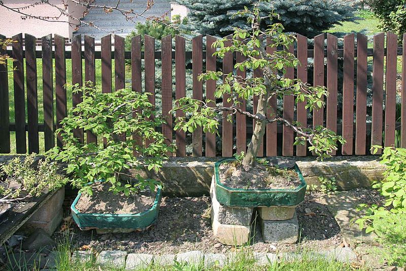 Soubor:Bonsai - carpinus betulus.jpg