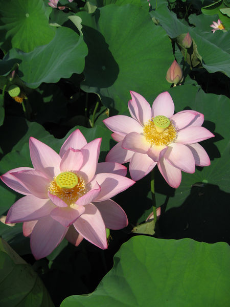 Soubor:Nelumbo nucifera Oga02.jpg