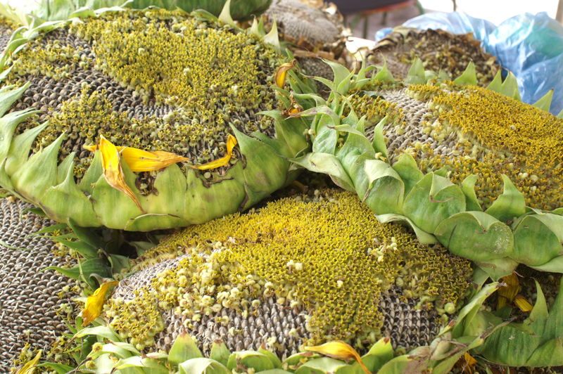 Soubor:Sunflower head snack.jpg