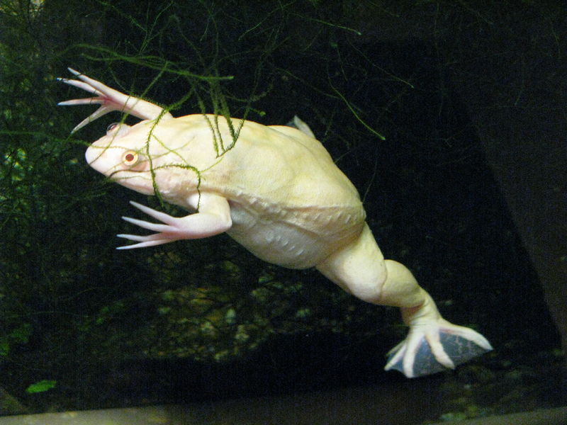 Soubor:Xenopus laevis var albino.jpg