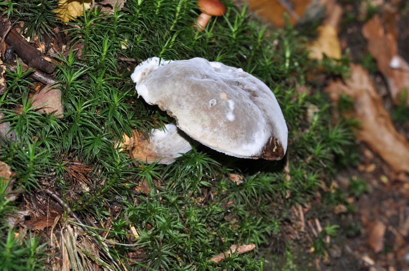 Soubor:Boletus chrysenteron qtl1.jpg